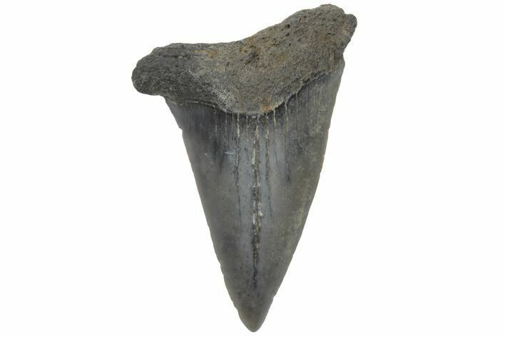 Fossil Mako Tooth - Lee Creek (Aurora), NC #220189